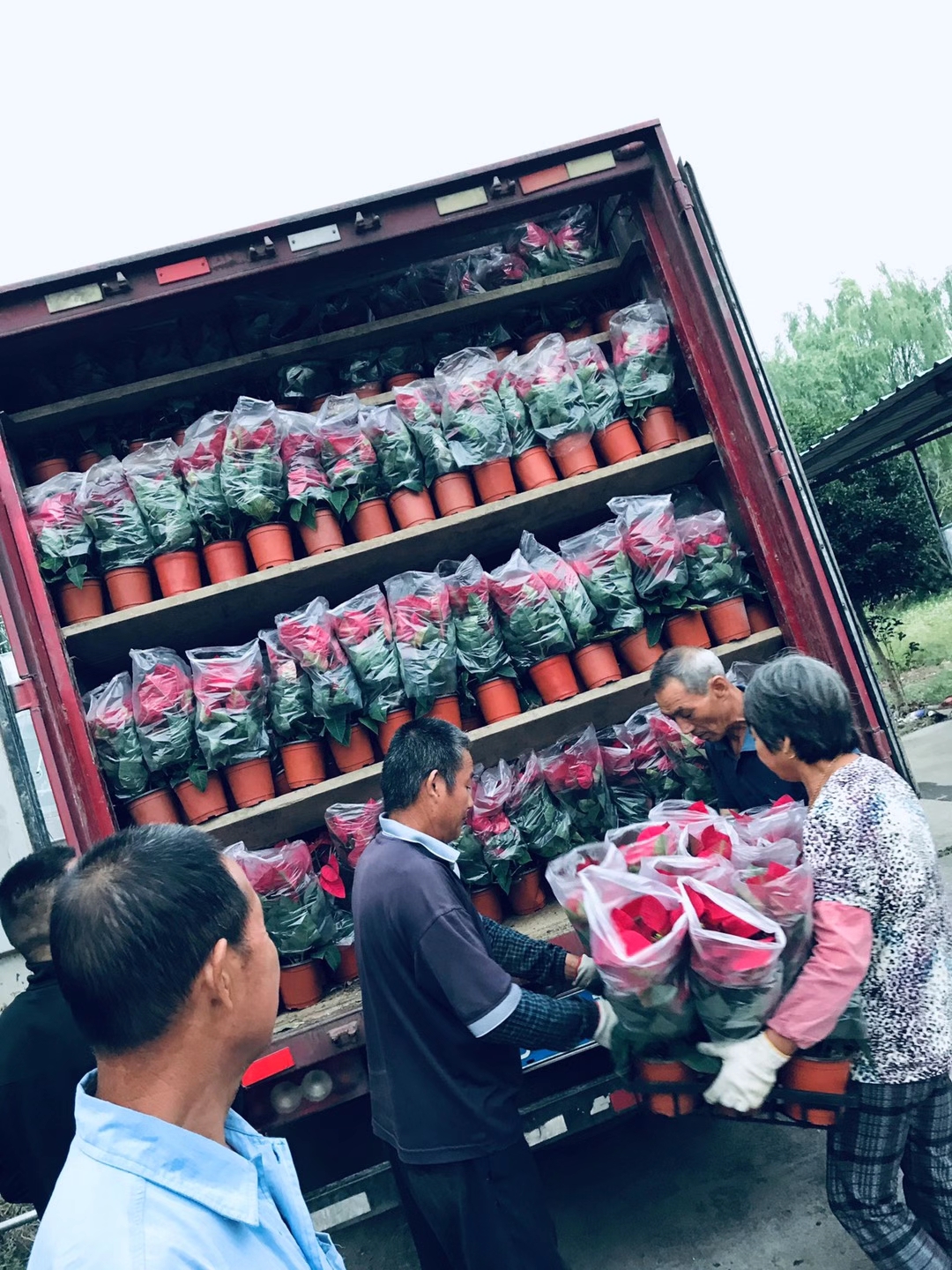 反季節(jié)  一品紅